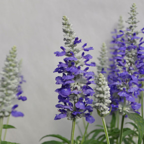 Salvia Cathedral® Blue Bicolor