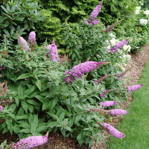 Buddleia Pugster Pinker®