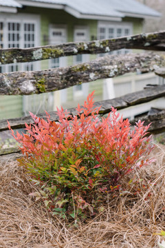 Nandina dom. Cool Glow™ Pomegranate