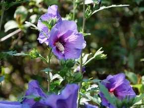 Hibiscus Paraplu Violet®