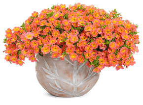 Calibrachoa Superbells® Coral Sun