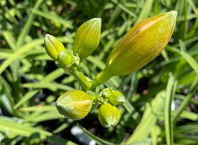 Hemerocallis Playground (Daylily)