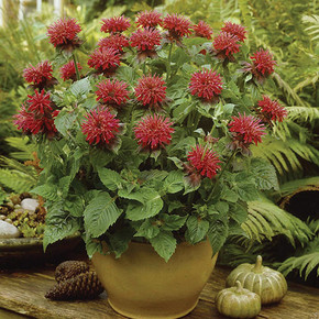 Monarda Fireball