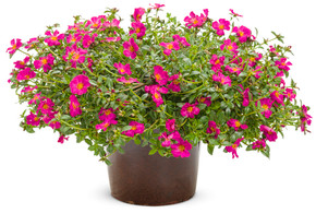 Portulaca Mojave® Fuchsia