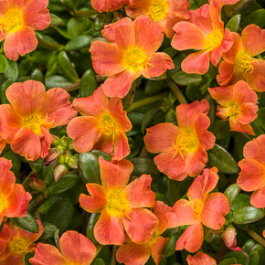 Portulaca Mojave® Tangerine