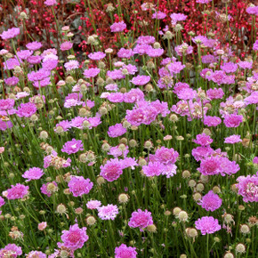 Scabiosa Vivid Violet