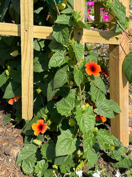 Thunbergia Sunny Susy™ Glow (Black-Eyed Susan Vine)