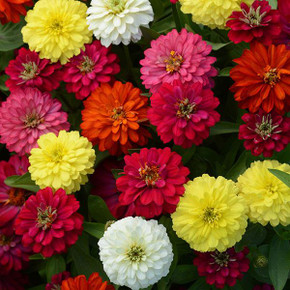 Zinnia Double Zahara™ Mix