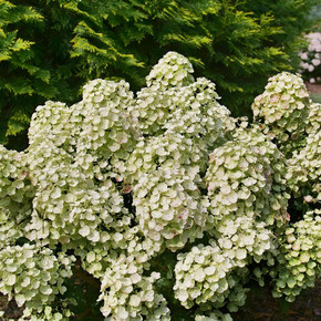 Hydrangea pan. Tiny Quick Fire®