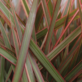 Dracaena Cordylena® Ruby (Madagascar Dragon Tree)