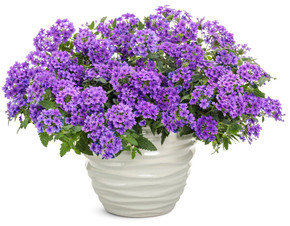 Verbena Superbena® Imperial Blue™    