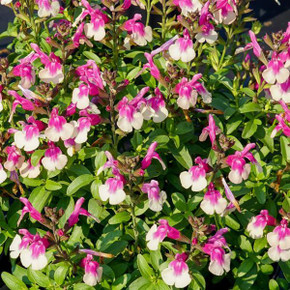 Salvia greg. Mirage™ Rose Bicolor