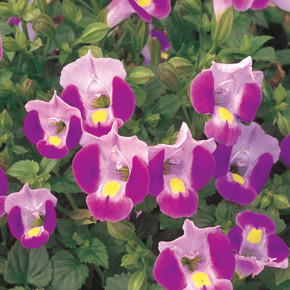 Torenia Catalina® Pink (Wishbone Flower)