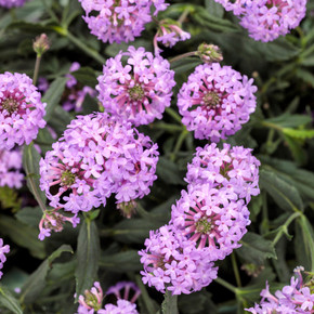 Verbena Cake Pops™ Purple