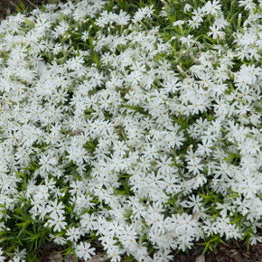 Phlox sub. 'Snowflake'