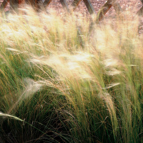 Nassella tennuissima (Mexican Feather Grass)