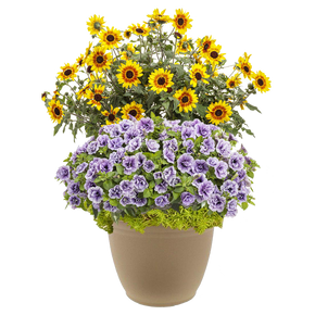 Suncredible Sunflower 16" Planter