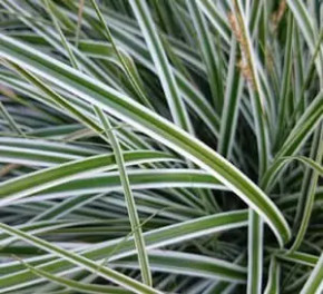 Carex osh. EverColor® 'Everest' (Sedge)
