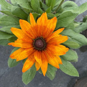 Echibeckia Summerina® Yellow