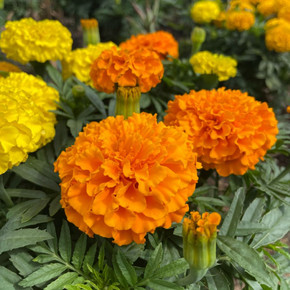 Marigold Taishan® Mix