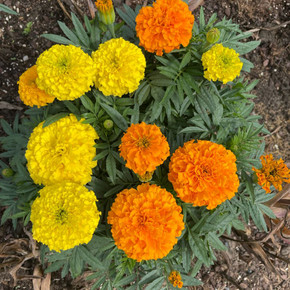 Marigold Taishan® Mix