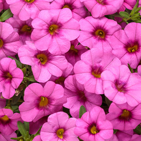 Calibrachoa Superbells® Pink