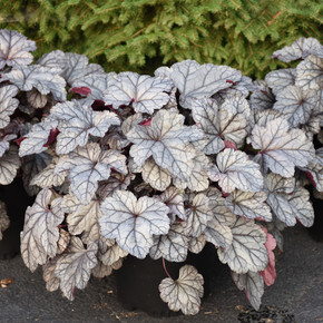 Heuchera Dolce® Frosted Berry