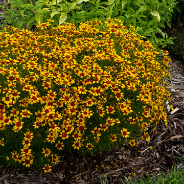 Coreopsis Sizzle & Spice™ Curry Up