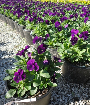 Viola Sorbet® XP Purple