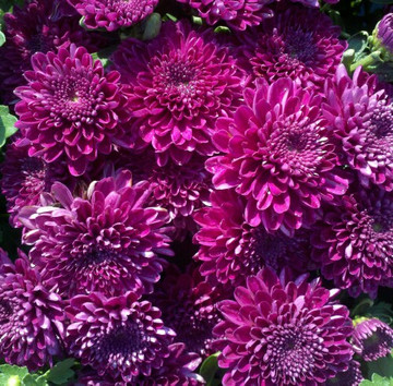 Belgian Mums® Adiva Purple