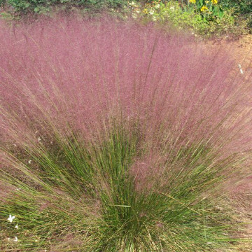 Muhlenbergia capillaris (Pink Muhly Grass)