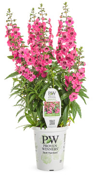 Angelonia Angelface® Perfectly Pink (Summer Snapdragon)