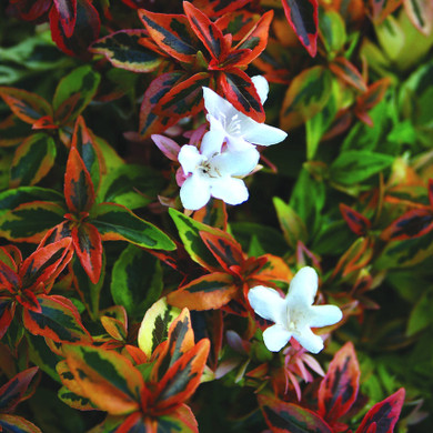 Abelia Kaleidoscope