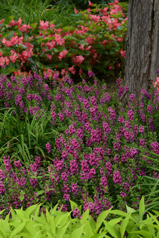 Angelonia Archangel™ Raspberry Improved (Summer Snapdragon)