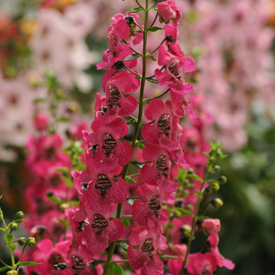 Angelonia Archangel™ Dark Rose (Summer Snapdragon)