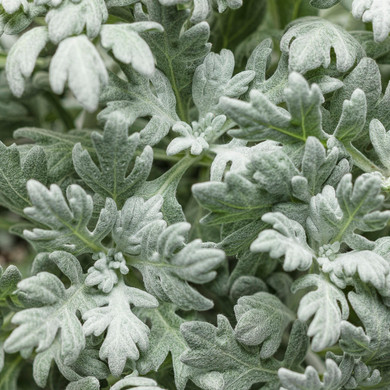 Artemisia Silver Bullet® (Wormwood)