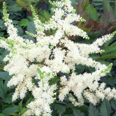 Astilbe Ellie