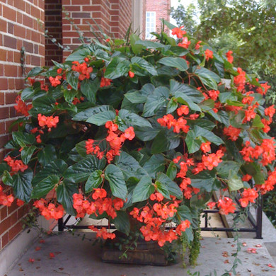 Begonia Dragon Wing® Red