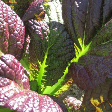 Brassica Red Giant (Indian Mustard)