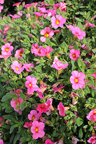 Calibrachoa Callie® Coral Pink