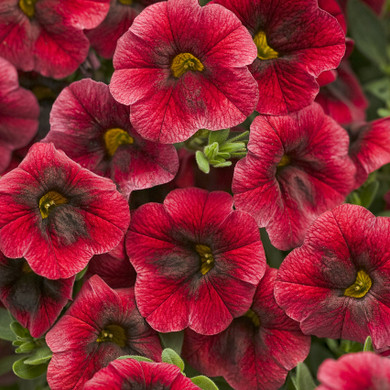 Calibrachoa Superbells® Pomegranate Punch™