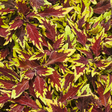 Coleus ColorBlaze® Royale Apple Brandy®