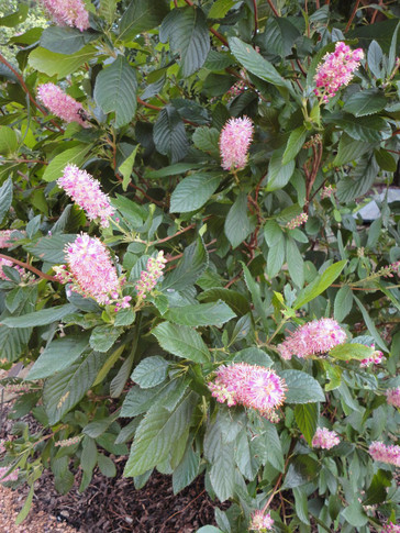 Clethra Ruby Spice