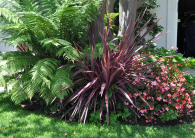 Cordyline Electric Pink (False Dracaena)