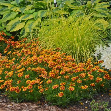 Coreopsis Li'l Bang™ Daybreak