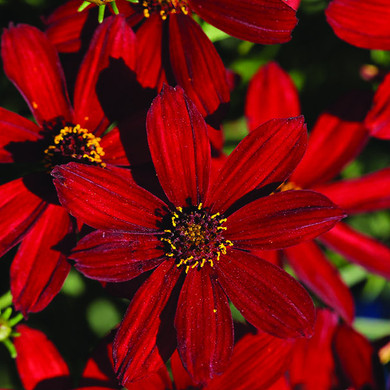 Coreopsis Sizzle & Spice™ Hot Paprika