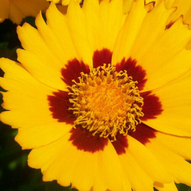 Coreopsis Sunfire