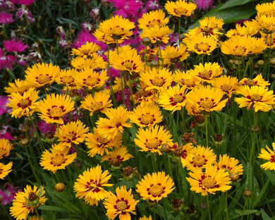 Coreopsis Sunfire