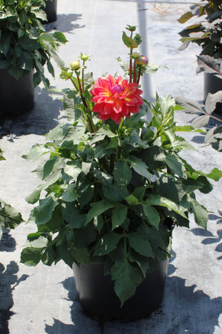 Dahlia Firepot