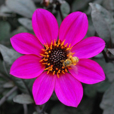 Dahlia Happy Days® Purple